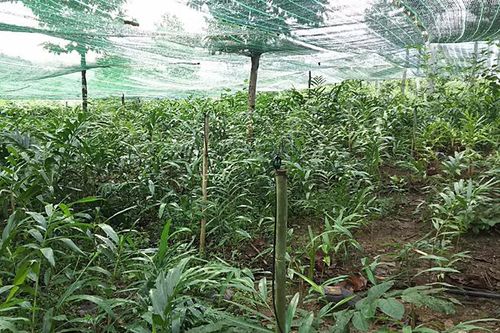 Khánh Hòa có trang trại dược liệu hơn 80ha