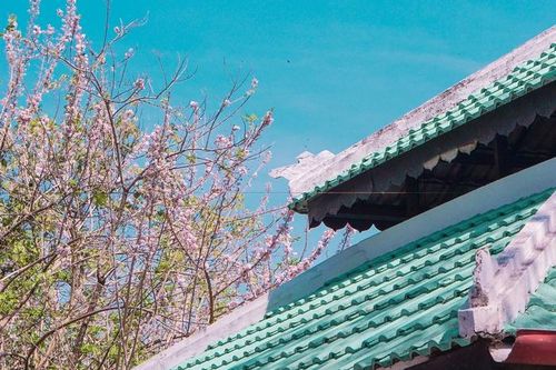 Xứ Huế đẹp tựa bức tranh Nhật Bản trong mùa điệp anh đào