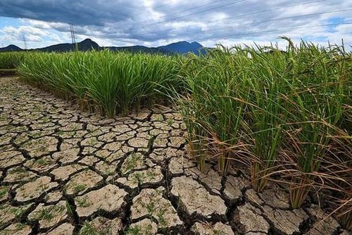 Trung Bộ có nguy cơ khô hạn, xâm nhập mặn