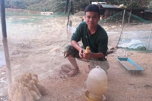 'Chuyên gia' nuôi vịt
