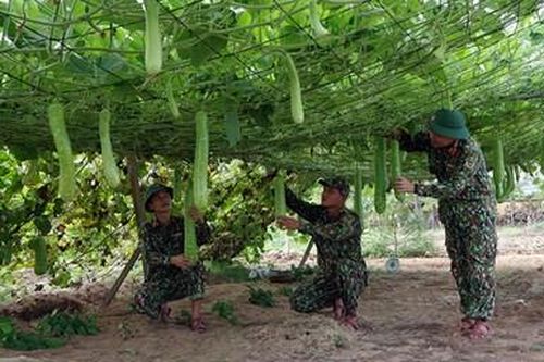 Rau vẫn xanh trên nền cát nóng