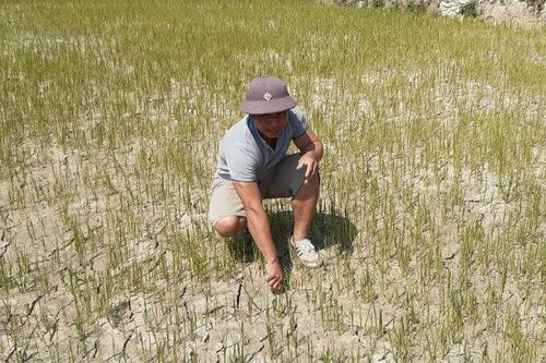 Miền Trung 'khát', miền Tây hạn mặn
