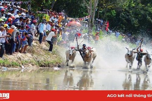 Bảo tồn, phát huy giá trị Hội đua bò Bảy Núi