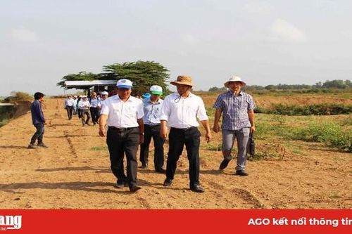 Quy hoạch lại sản xuất theo hướng nâng cao giá trị sản phẩm
