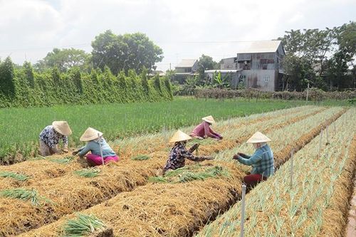 Định hướng nâng cao giá trị nông sản cho người nông dân