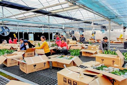Xuống giống 15.000 cây lan hồ điệp tại Trạm nghiên cứu Sa Mù