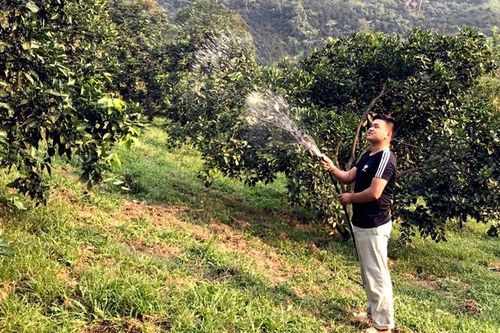 Hàm Yên dưỡng chất cho cam sau mùa thu hoạch