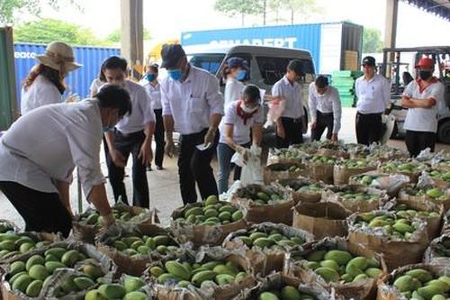 Vedan Việt Nam 'giải cứu' xoài cho nông dân