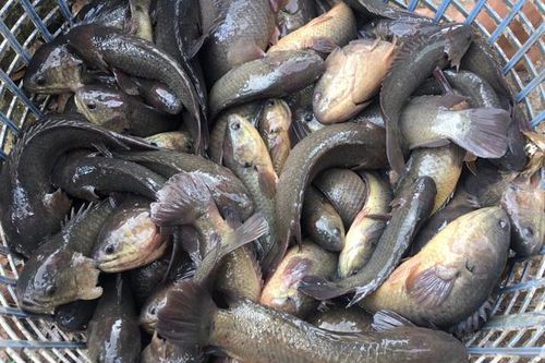 Tránh 'sập bẫy' gian thương, đây là cách nhận diện rô đồng và rô nuôi