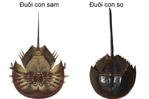 Bình Dương: Sau khi ăn con Sam biển, bé gái 8 tuổi qua đời