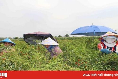 Tiếp tục ứng dụng công nghệ cao vào sản xuất