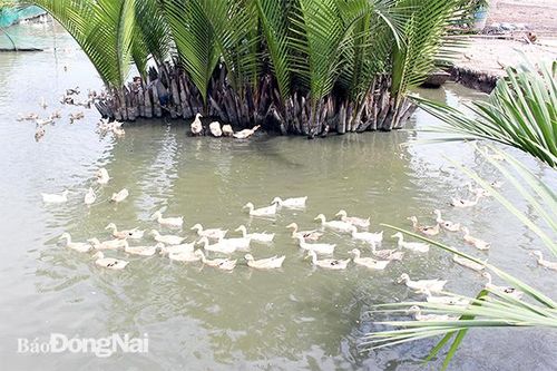 Chủ động ứng phó với hạn, mặn