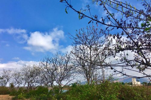 Dịu dàng đỗ mai…