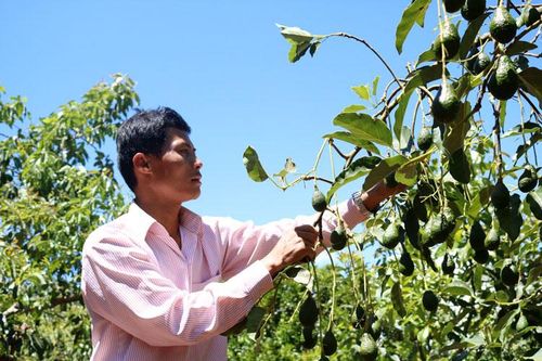 Hợp tác xã nông nghiệp của chàng trai 8x