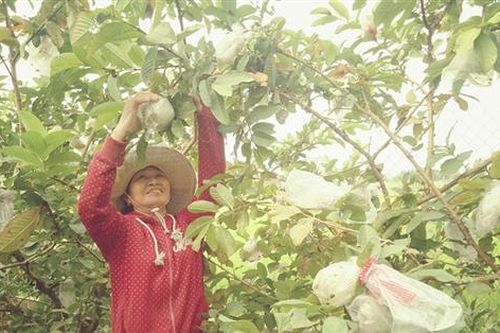 Bước đột phá trong chuyển đổi giống cây trồng ở Triệu Trạch