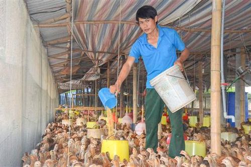 Phát triển 78 trang trại chăn nuôi theo hướng tập trung gắn với an toàn sinh học và vệ sinh môi trường