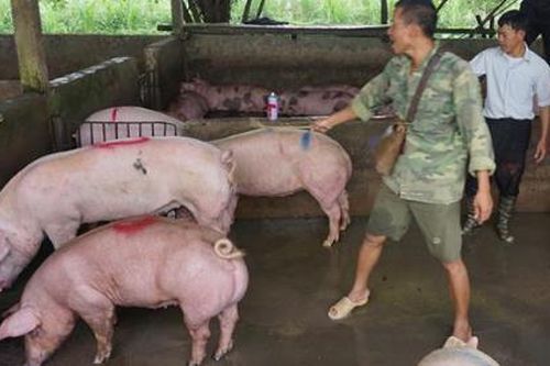 Giá thịt lợn bắt đầu giảm 'nhiệt'