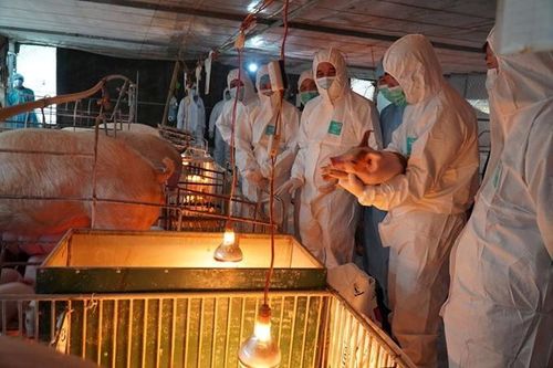 Yêu cầu 17 tập đoàn, doanh nghiệp lớn hạ giá lợn