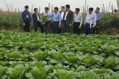 Vùng trồng rau an toàn Văn Đức cung cấp cho thị trường 70 tấn rau/ngày
