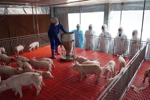 Bộ trưởng Nông nghiệp yêu cầu 17 doanh nghiệp chăn nuôi lớn giảm giá thịt lợn