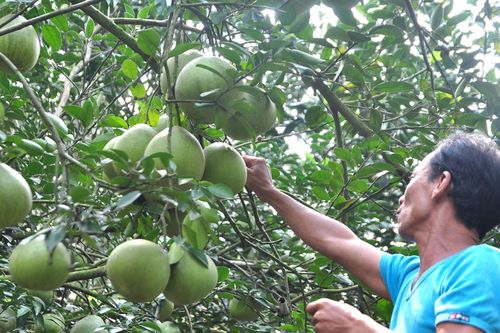 Trồng bưởi hữu cơ hiệu quả kinh tế cao