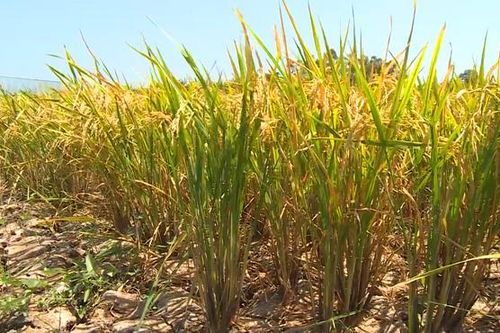 Hạn mặn tại Nam bộ đạt đỉnh, Cà Mau thiếu nước ngọt trầm trọng