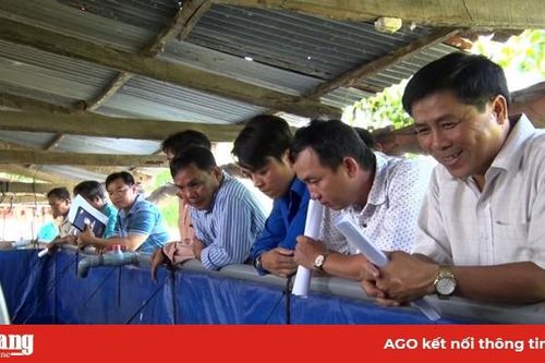 Nuôi lươn bằng thức ăn công nghiệp mang lại hiệu quả kinh tế cao