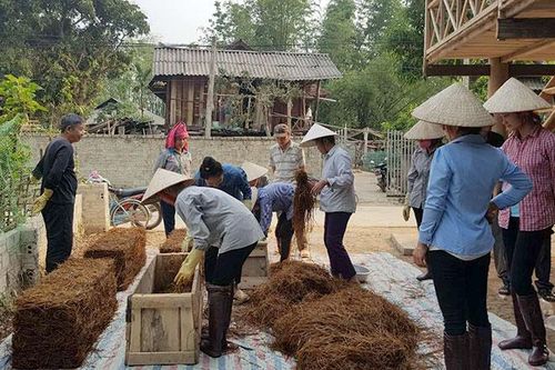 Tạo việc làm cho lao động nông thôn