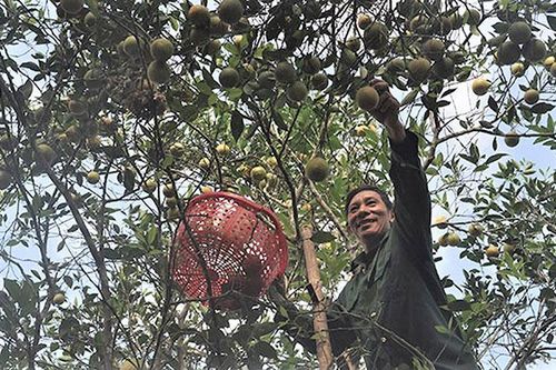 Nhiều khó khăn trong xây dựng sản phẩm OCOP ở Mường Nhé