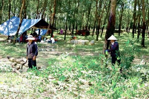 Giải ngân hơn 10% nguồn vốn dự án thu hồi đất, bồi thường, hỗ trợ, tái định cư sân bay Long Thành
