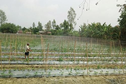 Hiệu quả vốn tín dụng chính sách góp phần an sinh xã hội, giảm nghèo
