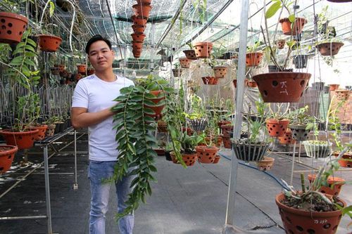 Kinh doanh lan rừng bằng niềm đam mê