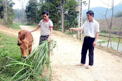 Nhân Lý phát triển chăn nuôi đại gia súc theo hướng hàng hóa