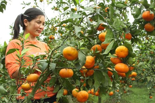 Đáp ứng nhu cầu lương thực, cây ăn quả trong mọi tình huống