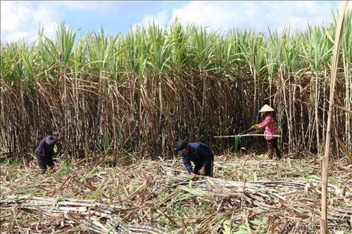 Thủ tướng yêu cầu tháo gỡ khó khăn cho ngành mía đường