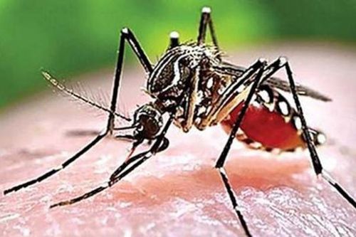 Bệnh sốt rét lây mạnh nhất khi nào?