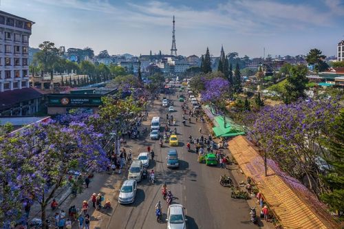 Đà Lạt mùa phượng tím