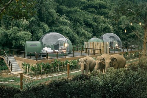 Khách sạn bong bóng cho khách ngủ qua đêm bên đàn voi