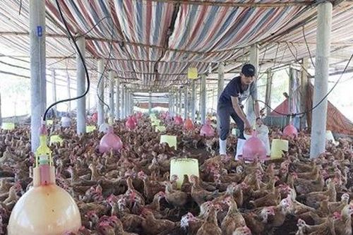 Nhân rộng những mô hình khuyến nông hiệu quả