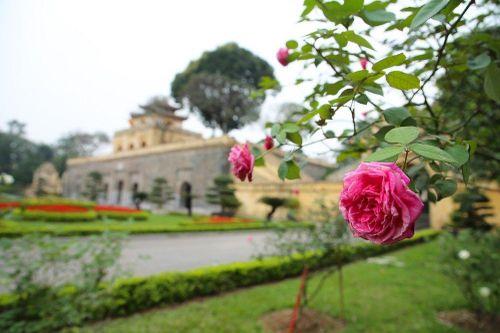 Hồng cổ bung nở tại Hoàng Thành Thăng Long