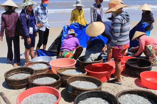 Miền Trung: Ngư dân liên tục trúng mùa