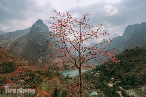 Ngẩn ngơ mùa hoa gạo vùng cao nguyên đá Hà Giang