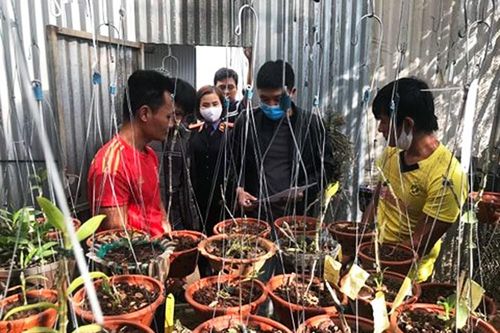 Khởi tố nhóm nghiện ma túy trộm 150 chậu lan hàng tỷ đồng