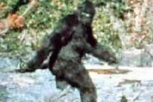 Quái vật Bigfoot nắm giữ bí ẩn về nguồn gốc con người?