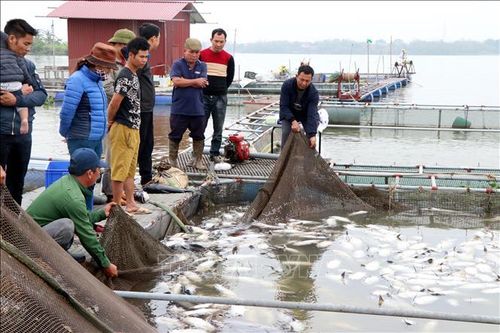 Xác định nguyên nhân hơn 100 tấn cá lồng chết tại Hải Dương
