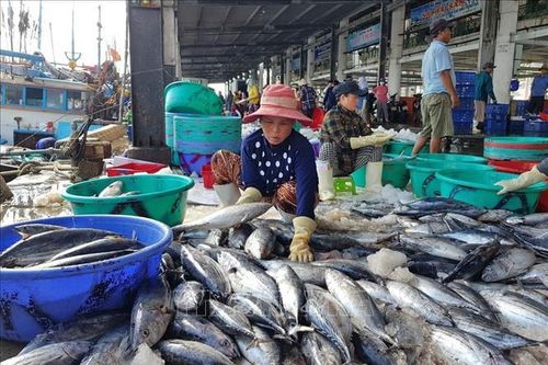 Ngư dân được mùa cá ngừ sọc dưa