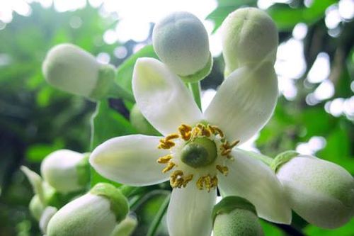 Hoa bưởi dùng đúng cách vừa lợi cho sức khỏe lại giúp da căng mịn, sáng hồng, ai cũng mê mẩn