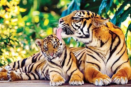 6 con giáp là 'báu vật của thượng đế', càng nhiều tuổi càng quyền lực, cả đời viên mãn