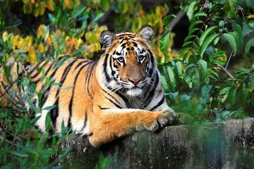 Nếu hiểu rõ điều này, người tuổi Dần sẽ tránh được tai ương, gia đình hạnh phúc viên mãn