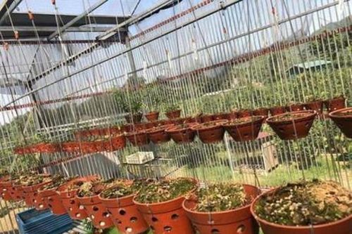 Lâm Đồng: Khởi tố vụ án vụ trộm vườn lan quý trị giá hơn 4 tỷ đồng